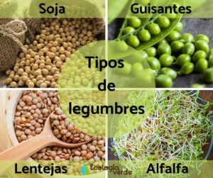 ¿Cuáles son los tipos de legumbres?