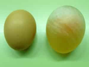 ¿Qué es la osmosis en el huevo?