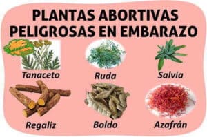 ¿Cuáles son las verduras abortivas?