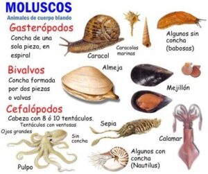 ¿Cuáles son los moluscos comestibles?