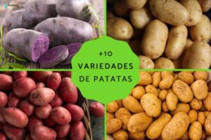 ¿Cuantos tipos de patatas hay en espana?