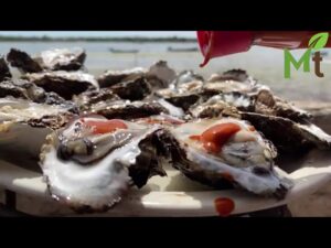 Diferencia entre ostras y ostiones